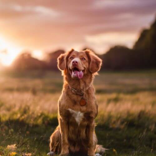 dog and sunset