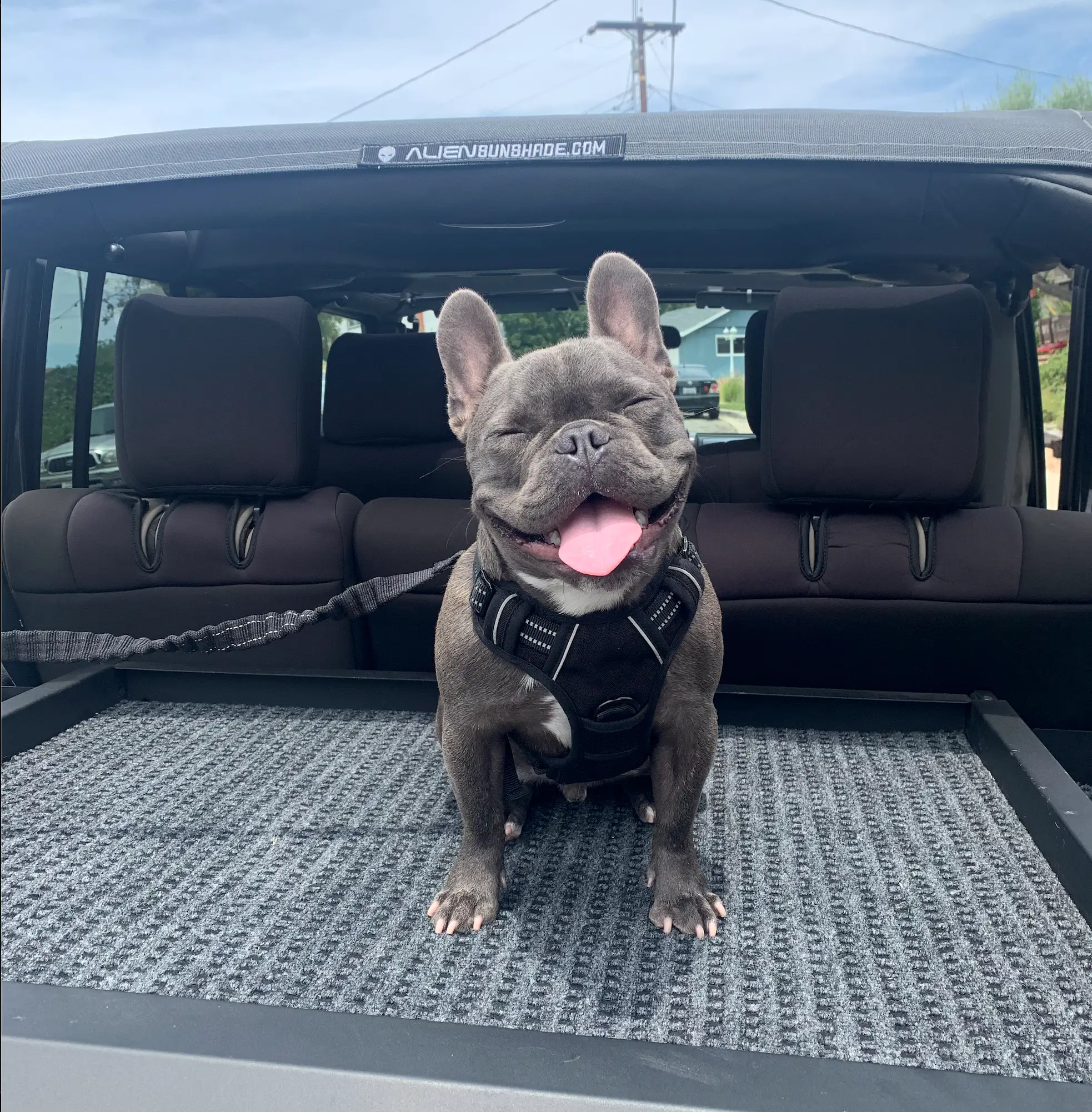 koa